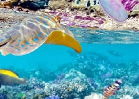 Best Snorkeling Destinations, Ambergris Caye!