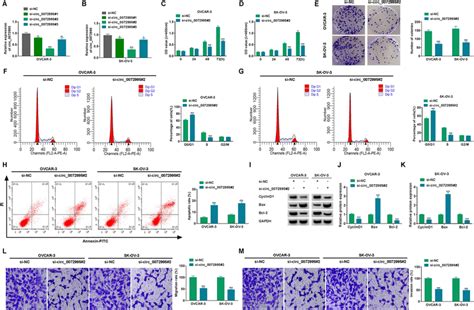 Silence Of Circ Suppressed The Progression Of Oc Cells A And B