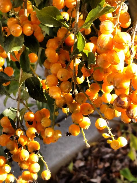 Berries Yellow - Free photo on Pixabay - Pixabay