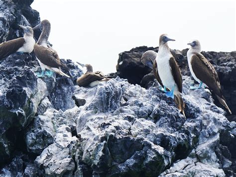 Naturaleza El Secreto De La Biodiversidad De Las Gal Pagos Descubierto