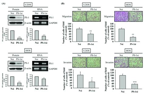 Effects Of Ps 1 Knockdown On Migration And Invasion Of U2os And Hos