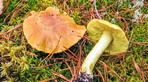 Matsutake Mushroom Identification - Foraged - Foraged