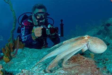 Diving South Caicos - The Scuba News