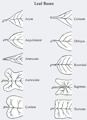 Plant Life: Leaf Margins, Tips, and Bases