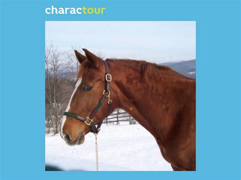 Boxer from Animal Farm | CharacTour