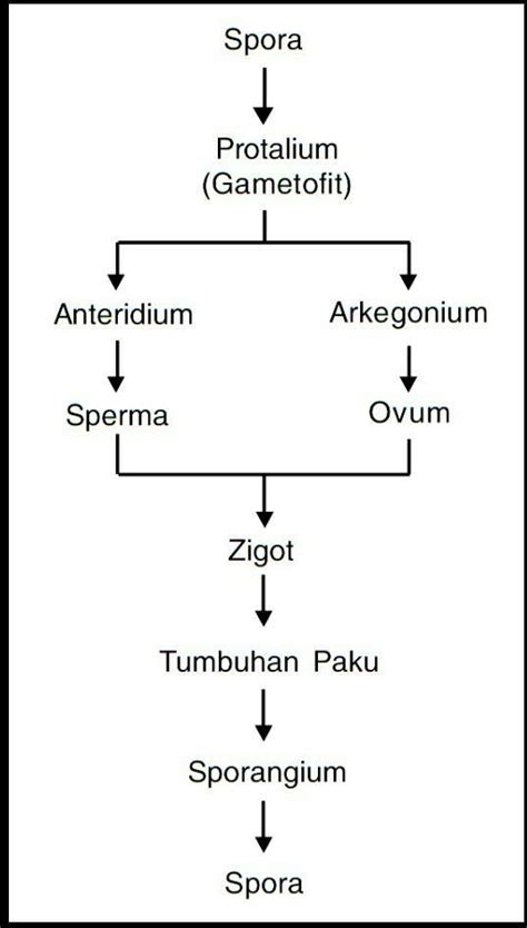 Skema Pergiliran Keturunan Tumbuhan Paku – Beinyu.com