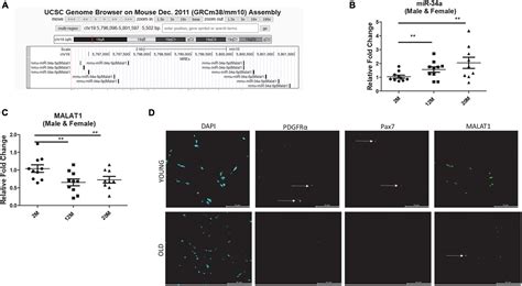 Frontiers Long Non Coding Rna Malat1 Is Depleted With Age In Skeletal