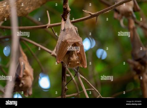 Gambian Epauletted Fruit Bat Epomophorus Gambianus Mother Holding Her