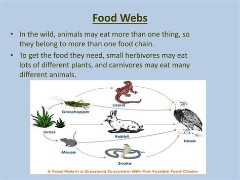 Carnivore Food Chain