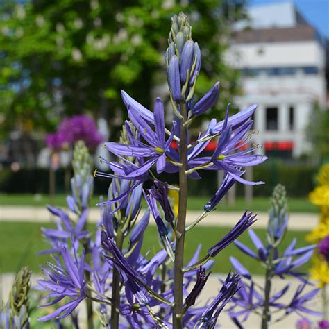 Camassia Caerulea Slovensketrvalky Sk