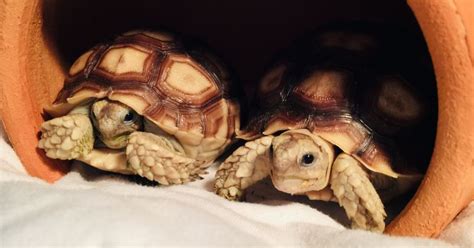 16 Top Revealing Questions on Tortoise Care And Welfare