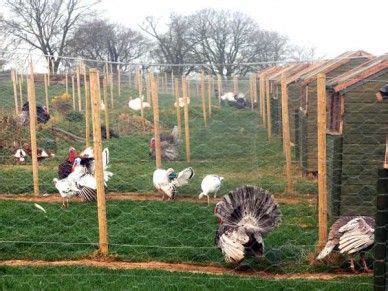 Portable Turkey Pens