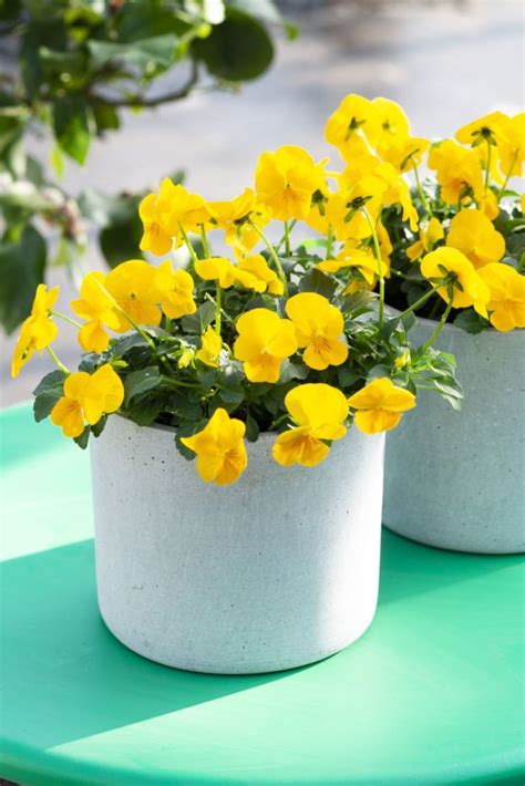 A Plant Breeder Perspective On The Growing Market Shift From Pansies To