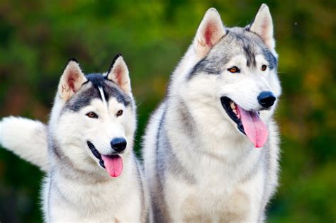 Chien Loup Husky Nos Amis Les Animaux