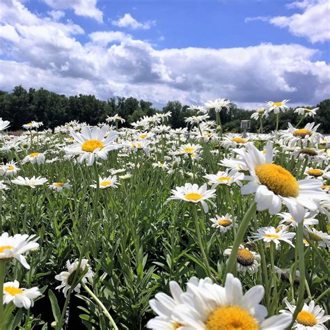 Leucanthemum X Superbum Becky Shasta Daisy Cavano S Perennials