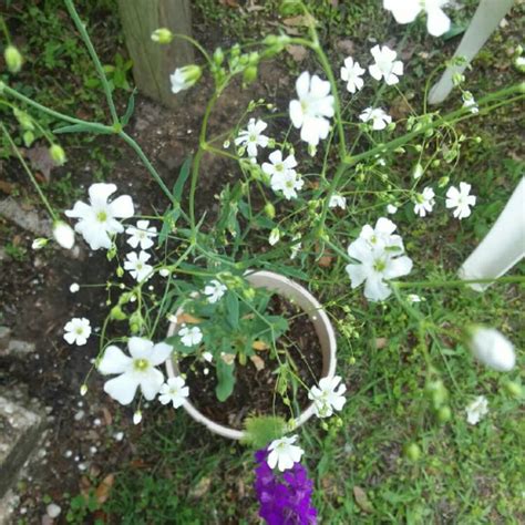 Gypsophila elegans, Annual Baby's Breath - uploaded by @PunkyKy