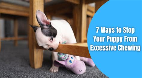 7 Ways To Stop Puppy Chewing Everything