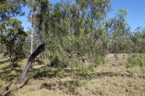 Willow Acacia Plants Of Goonderoo Bush Heritage Reserve · Inaturalist