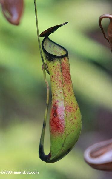 Kantong Semar Nepenthes Gracilis Warna Hitam Hijau Dan Merah