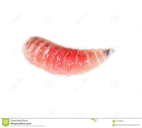 Red Worm Of Maggots On A White Background Stock Image Image Of Larva