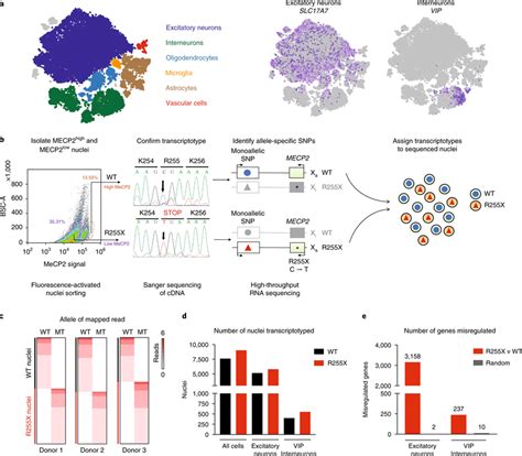 Single Nucleus Snp Sequencing Of Human Rett Brain Tissue A