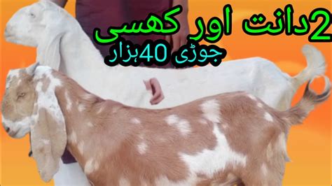 2022 Ki Qurbani Ki Liya 2 Dant Or Khasi Bakry YouTube