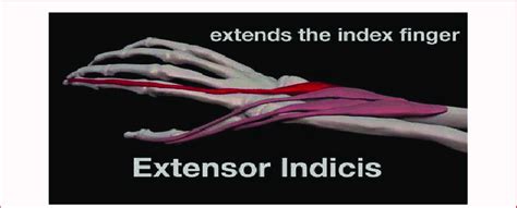 True Position Of Extensor Indicis Muscle Download Scientific Diagram