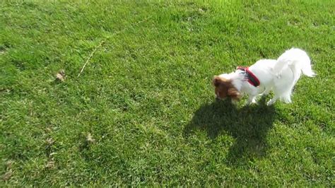 εїз Papillon εїз Off Leash Walk Youtube