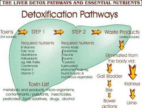 Best 25+ High liver enzymes ideas on Pinterest | Dherbs com, Heal liver ...