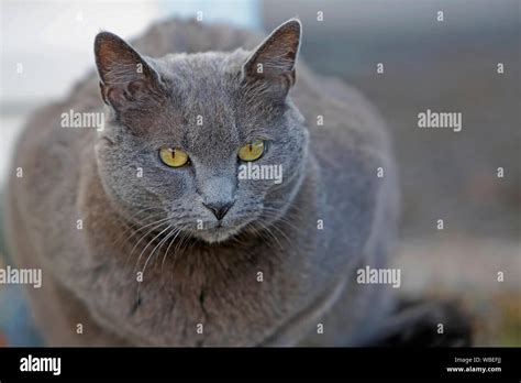 Close Up Portrait Of Russian Blue Cat With Beautiful Yellow Eyes Stock