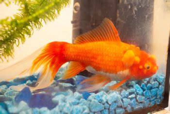 Goldfish Dropsy: Signs, Treatment & Prevention Guide | Pet Keen