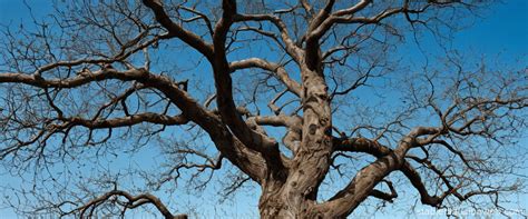 Photorealistic Tree With Enlarged Blackberries Stable Diffusion Online