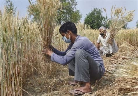 उत्तर प्रदेश के किसानों को राहत मिलेगा फसल नुकसान का मुआवजा Uttar