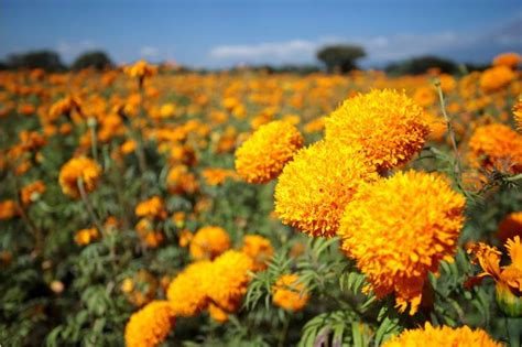 Productores de flor de cempasúchil reportan pérdidas por el mal clima