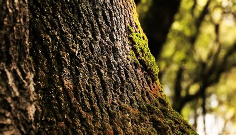 Dia Da Floresta Aut Ctone Planta O De Rvores Sintra Not Cias