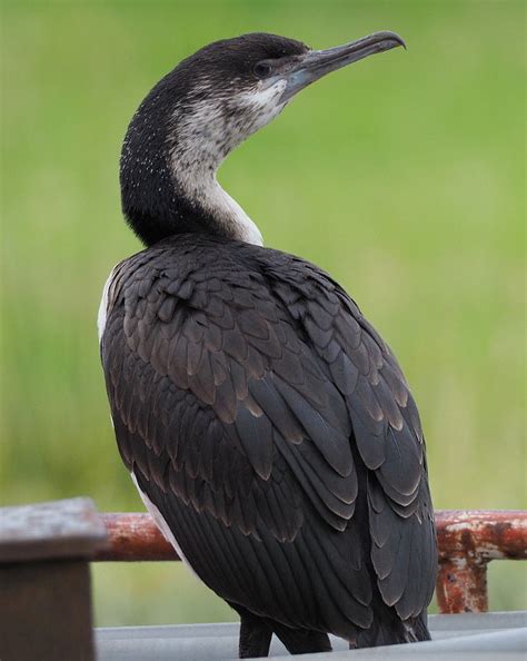 Black Faced Cormorant Phalacrocorax Fuscescens