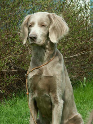 Long Haired Weimaraner Robertajorgie