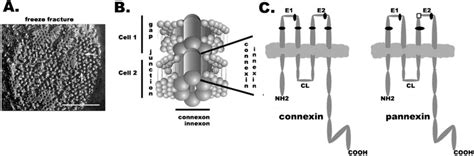 Gap junction structure and protein membrane topology (A) P-face of a ...