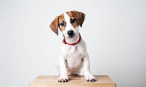 Razas De Perros De Pelo Corto Descubre Peque Os Medianos Y Grandes