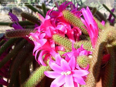 Plantfiles Pictures Disocactus Species Floricuerno Junco Nopalillo