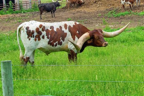 Cattle Texas Longhorn With Massive Horns Miami County Indiana