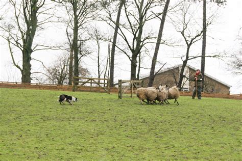 World Record Price Smashed As Sheep Dog Sells For Over €22500