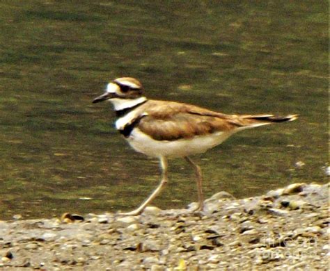 Killdeer St Joseph River Indiana Summer Photograph By Rory Cubel