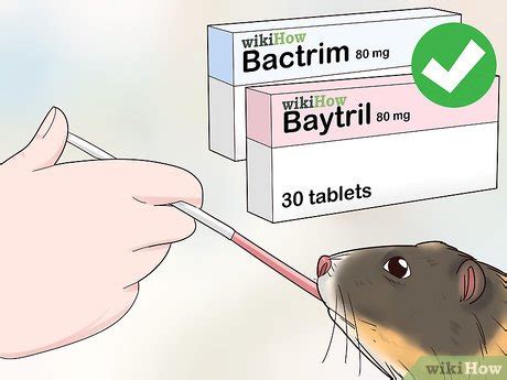 Ways To Diagnose And Treat Tumors In Guinea Pigs Wikihow