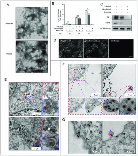 Identification Of The EVs Isolated From CSFV Infected Cells A