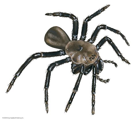 California Trapdoor Spider Students Britannica Kids Homework Help