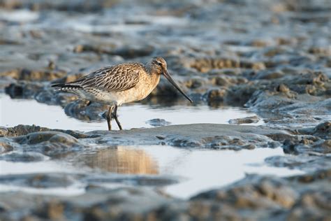 The Bar Tailed Godwits Annual Migration Is Utterly Astounding Audubon