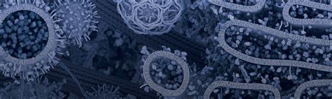 Mechanisms Of Cell Death Apoptosis Cst Blog