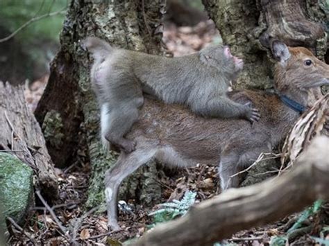 Humans Mating With Monkeys