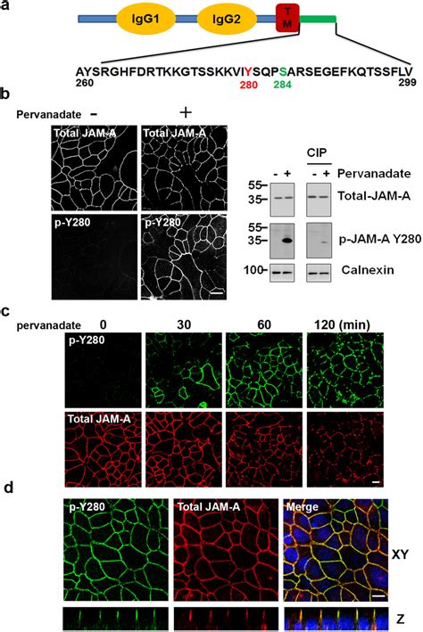 Role Of Jam A Tyrosine Phosphorylation In Epithelial Barrier